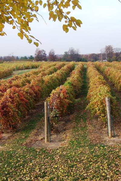 Rows of grapes growing in a vineyard