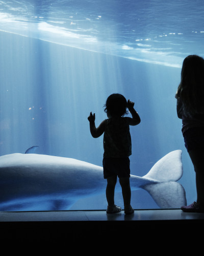 Kids looking at a whale through the glass