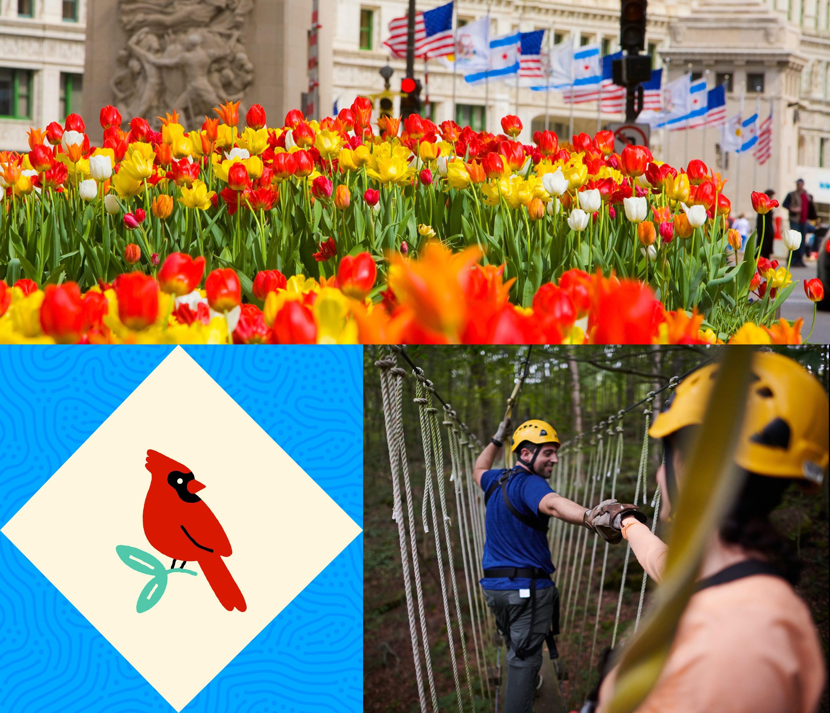 Vibrant tulips fill a garden bed in Chicago in one image, while a couple tackles a ropes course in another.