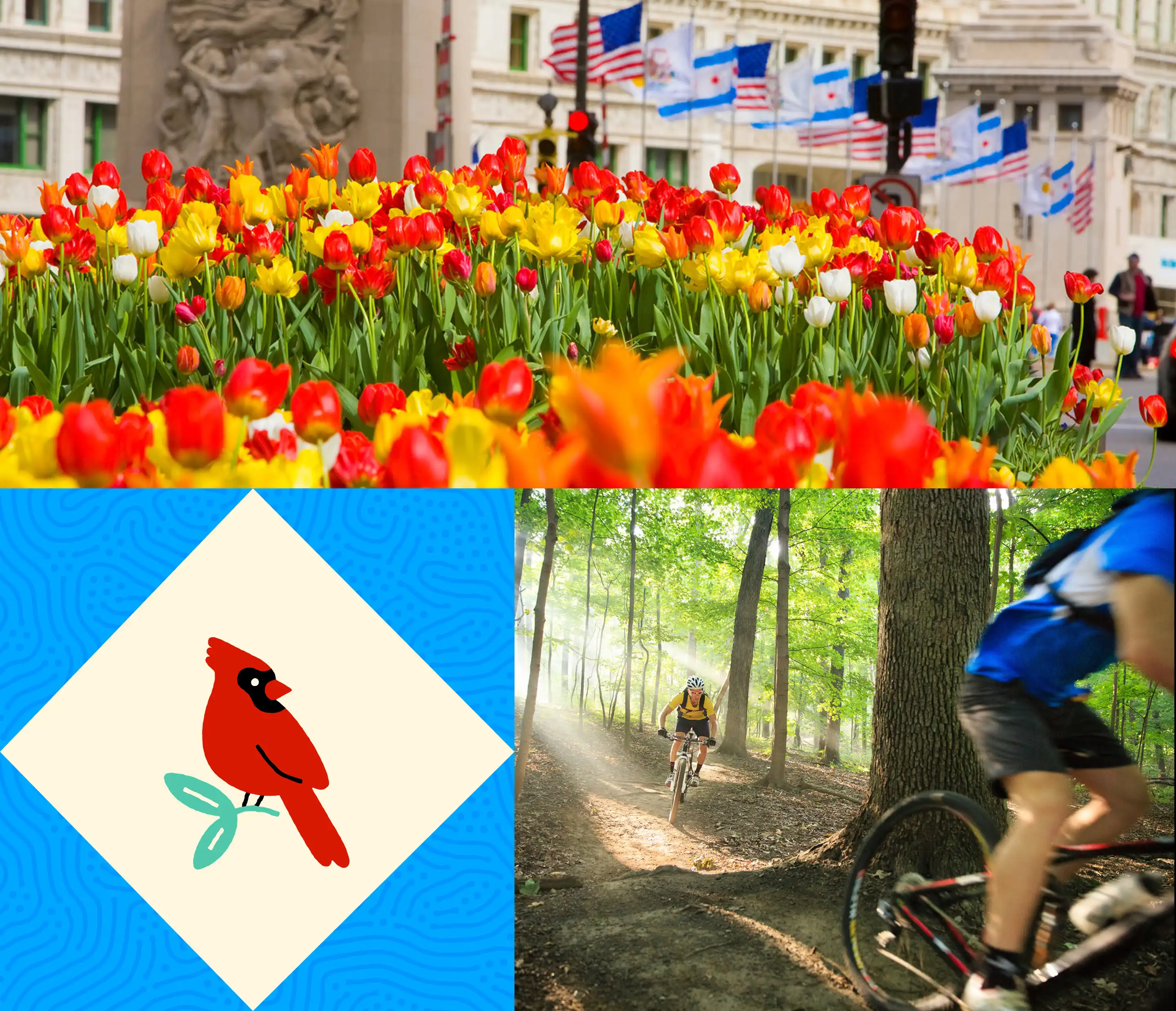 Collage of Flowers and People Biking in Illinois