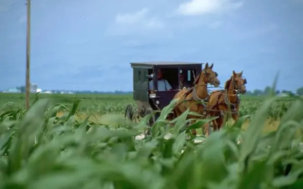 An Amish Buggie being carried by two horses through fields
