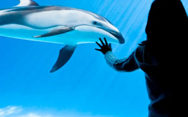 A woman watches a dolphin at Shedd Aquarium, Chicago.