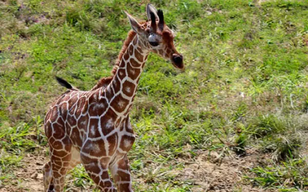 Baby giraffe at Peoria Zoo, Illinois.
