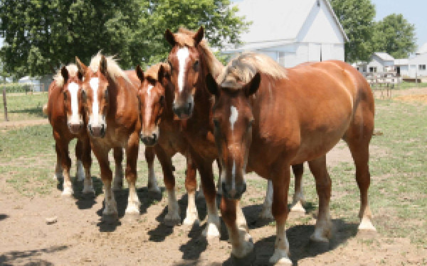 Five chestnut horses standing in a field