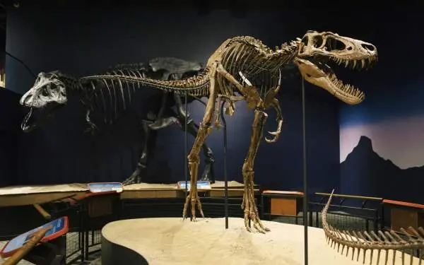 A T.Rex skeleton in a museum exhibit