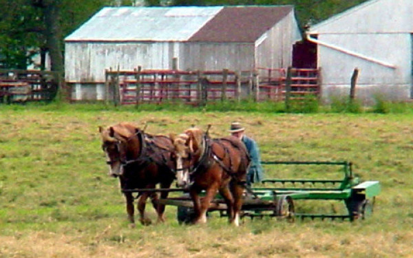 Two horses and a man harrowing a grass field