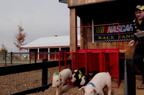 Piglets racing out of starting gates for a pig race at a farm, with an announcer standing by. 