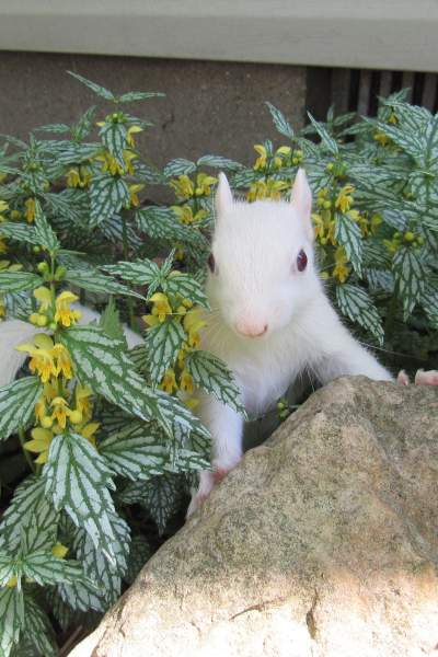 A white squirrel amid some greenery, climbing a rock