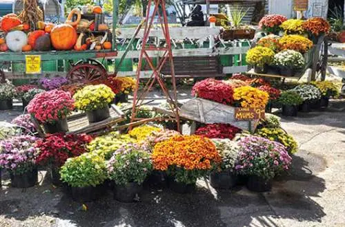 Lots of buckets of flowers