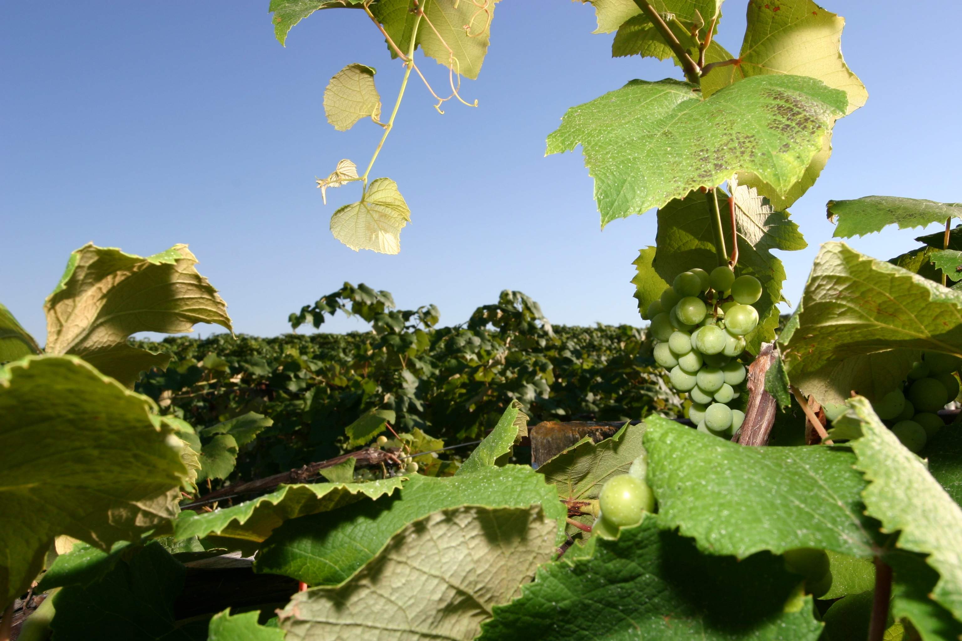 A close-up of grapes on the vine at a Nauvoo vineyard