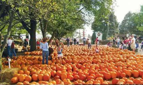 Lots of pumpkins layed out on the ground