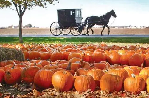 Horse buggy traveling on road behind a bunch of pumpkins