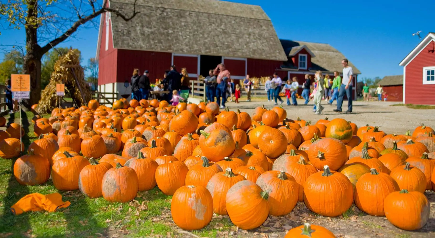 Lots of pumpkins laid out