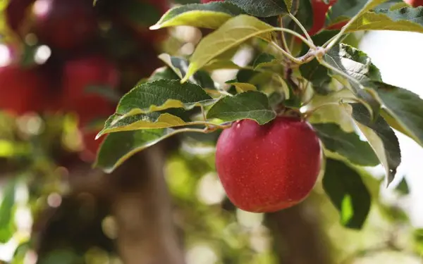 A red apple dangling on a tree