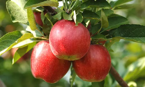 Three apples on a branch