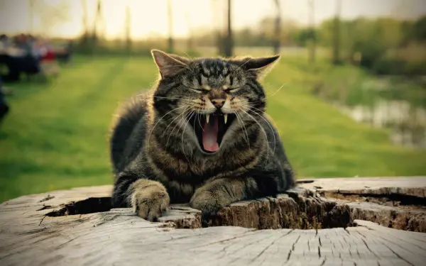 A cat sitting on a wooden log yawning