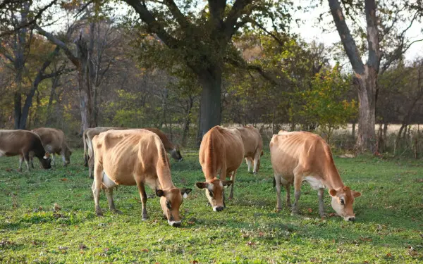 Cows grazing in a paddock