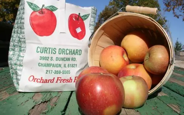 Fresh fuji apples picked from Curtis Orchard in Champaign-Urbana.