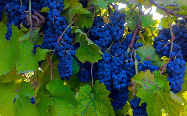 A vibrant blue grapevine