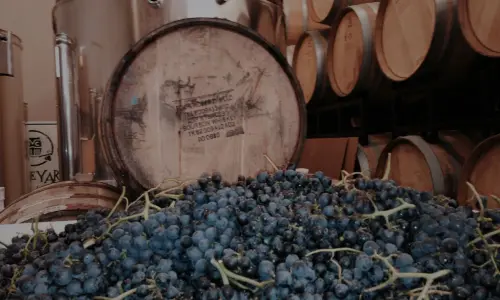 grapes and barrels