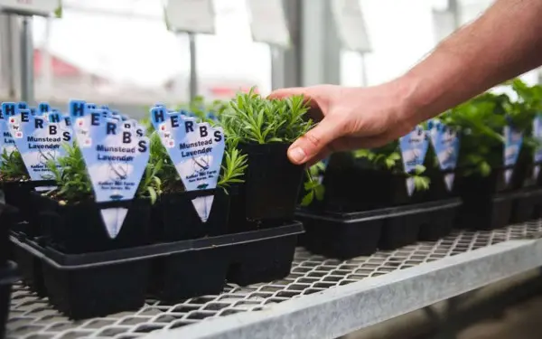 A container of fresh herbs ready for planting