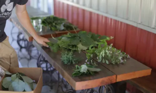 A table with plants