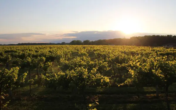 The sun setting over a vineyard