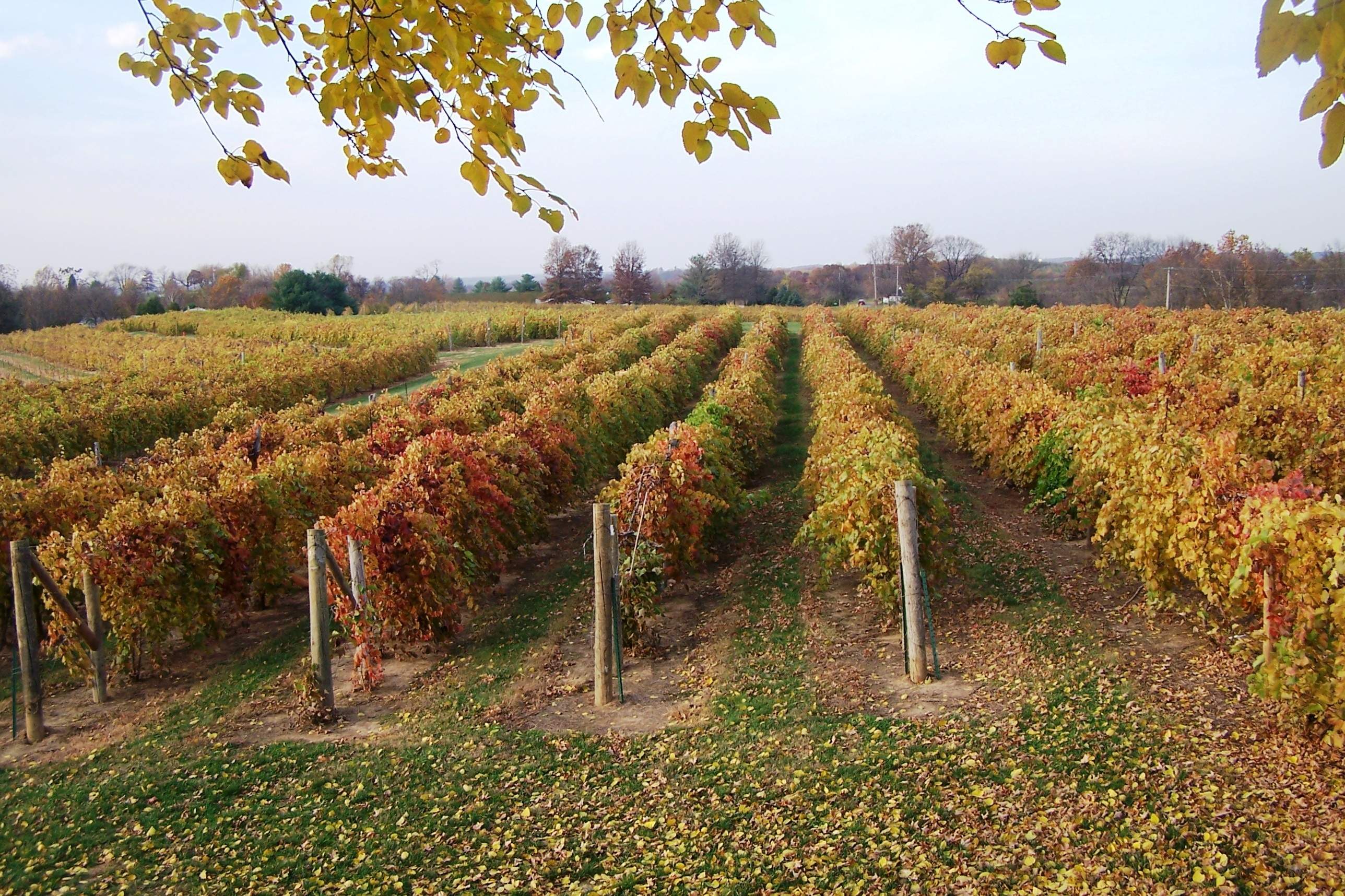 Southern Illinois Wineries | Enjoy Illinois, image size:2576x1716