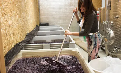 A woman mixing the grapes in a large container to make wine.