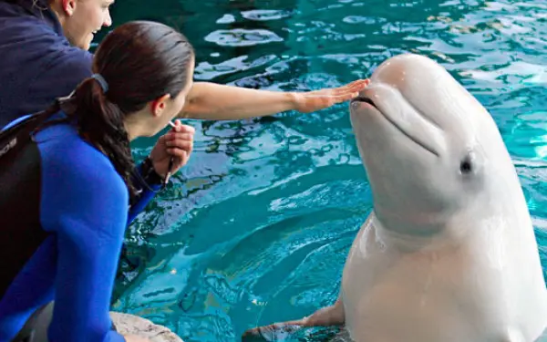  A beluga whale being petted on the nose.