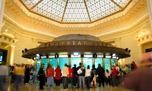 People surrounding the Caribbean Reef display at the Shedd Aquarium.