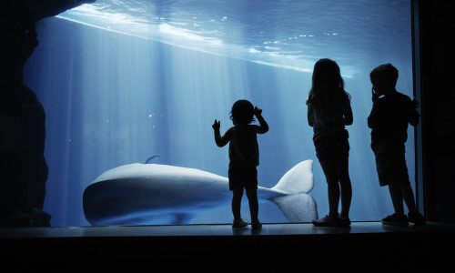 Kids looking at a whale through the glass