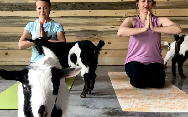 Yoga with goats 