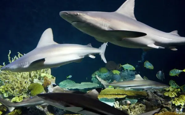 A shiver of sharks in the Shedd Aquarium.