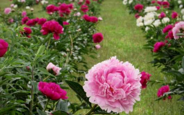 A Garden of Pink Peonies at Peony Hill Farm in Harrisburg