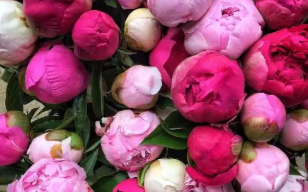 A bunch of Peonies at the Peony Hill Farm