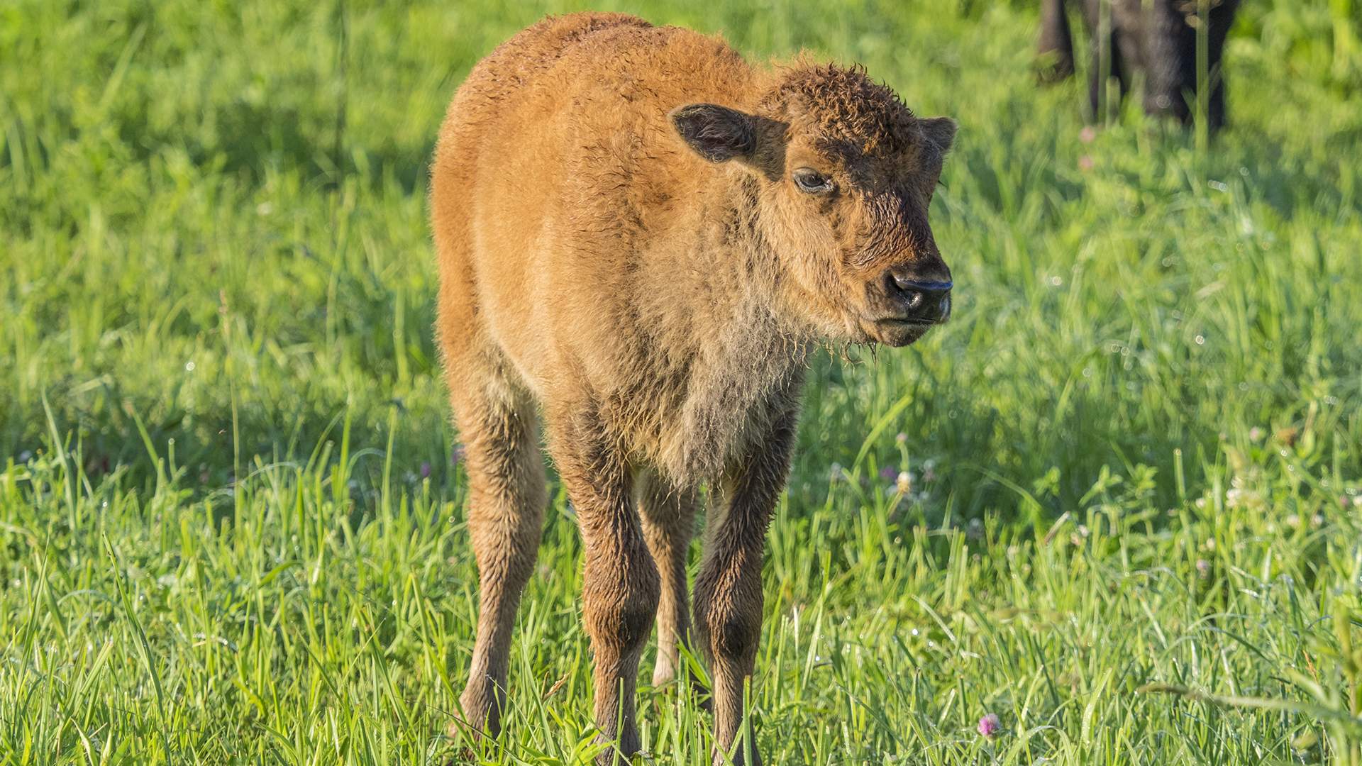 A young bison standing in grasslands