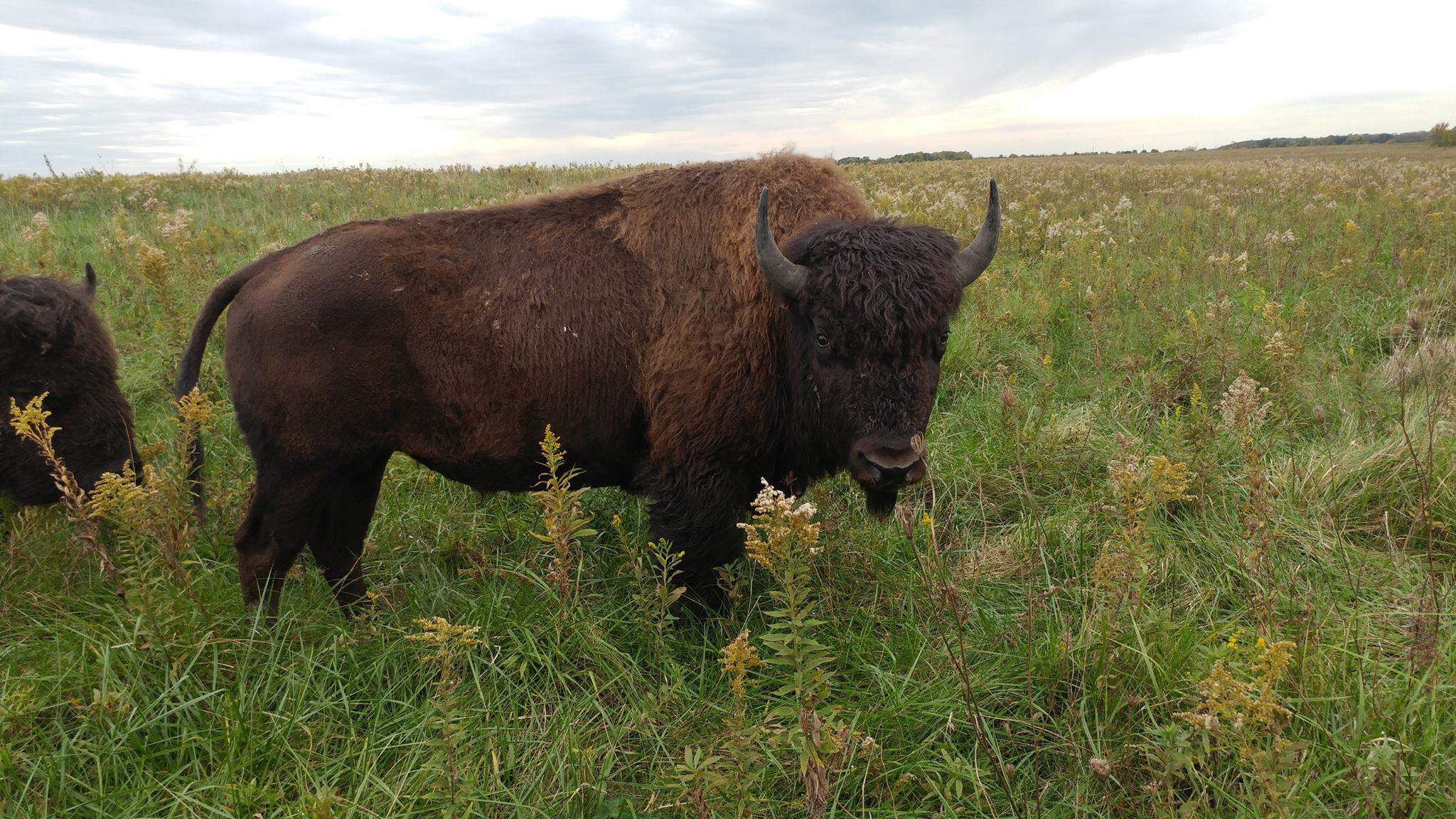 A bison standing on prairieland