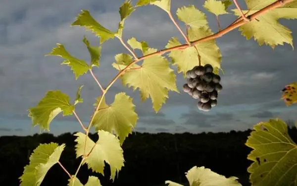 A grapevine from Alto Vineyards.