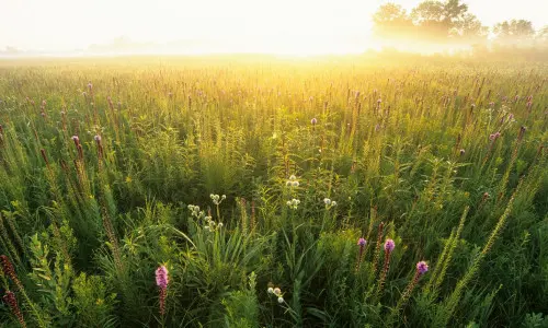 A green field at sunset.