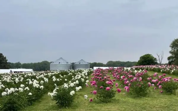 Rows of Peonies at Peony Hill Farm in Harrisburg