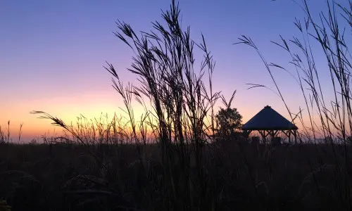 Sunset field with grass