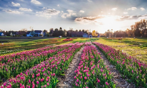 A field of tulips at sunset