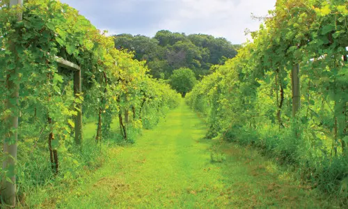 Vineyard