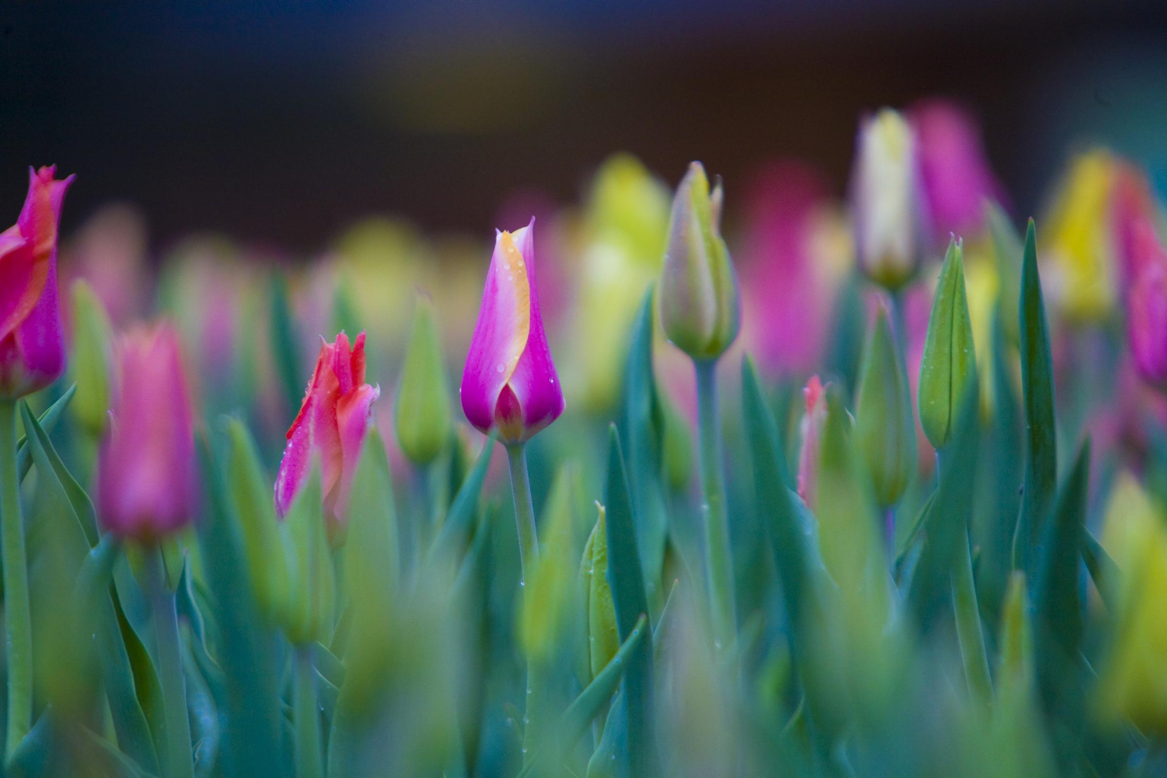 Festivales del tulipán y lugares para verlos Illinois | Enjoy Illinois, image size:2400x1600