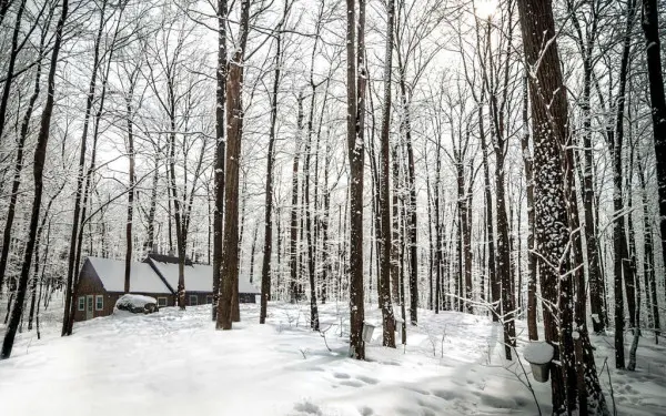 A winter forest covered in snow