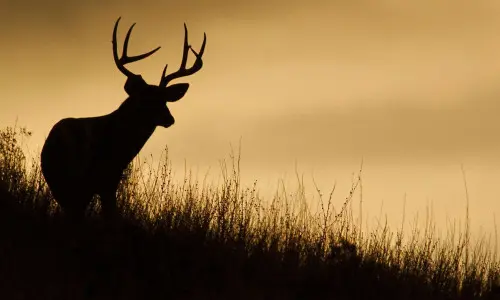 A deer in silhouette on a ridge line