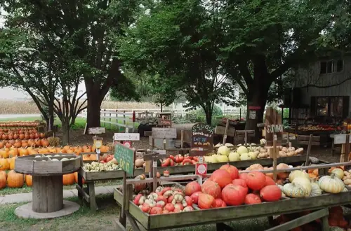 Colorful displays of pumpkins on a farm. 