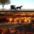 Field of pumpkins with a horse and carriage in the background