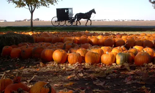 Field of pumpkins with a horse and carriage in the background